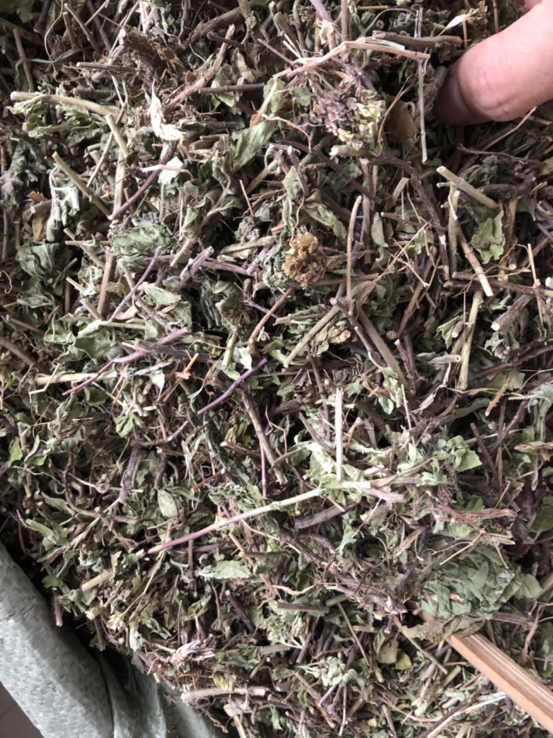 中药材新货土茵陈也叫牛至条子都有