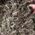 中药材新货土茵陈也叫牛至条子都有