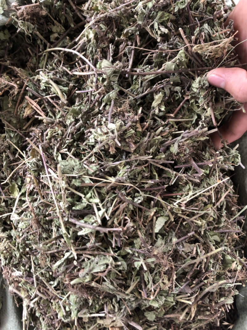 中药材新货土茵陈也叫牛至条子都有
