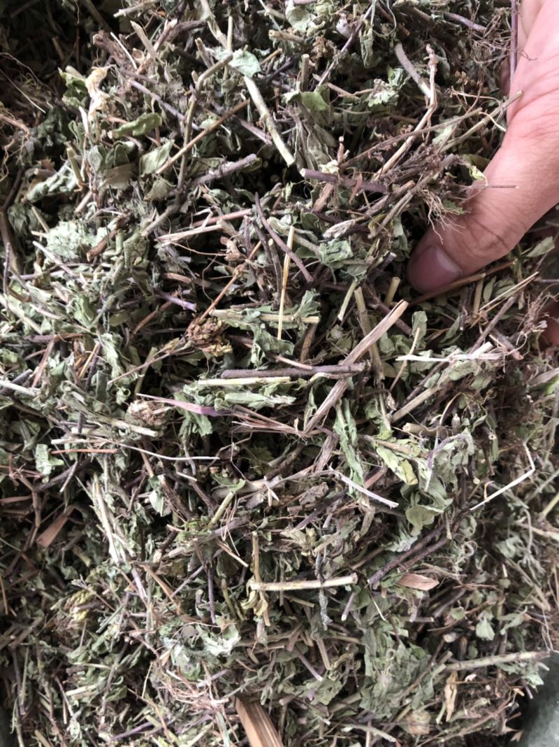中药材新货土茵陈也叫牛至条子都有