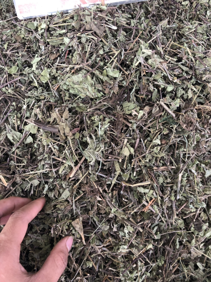 中药材新货土茵陈也叫牛至条子都有