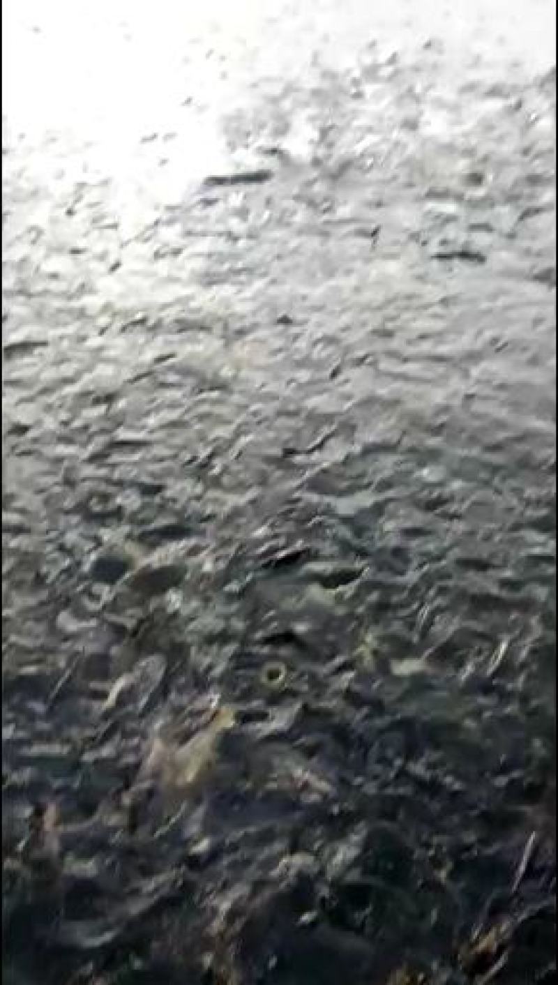 草鱼苗成品鱼销售水库坝塘养殖