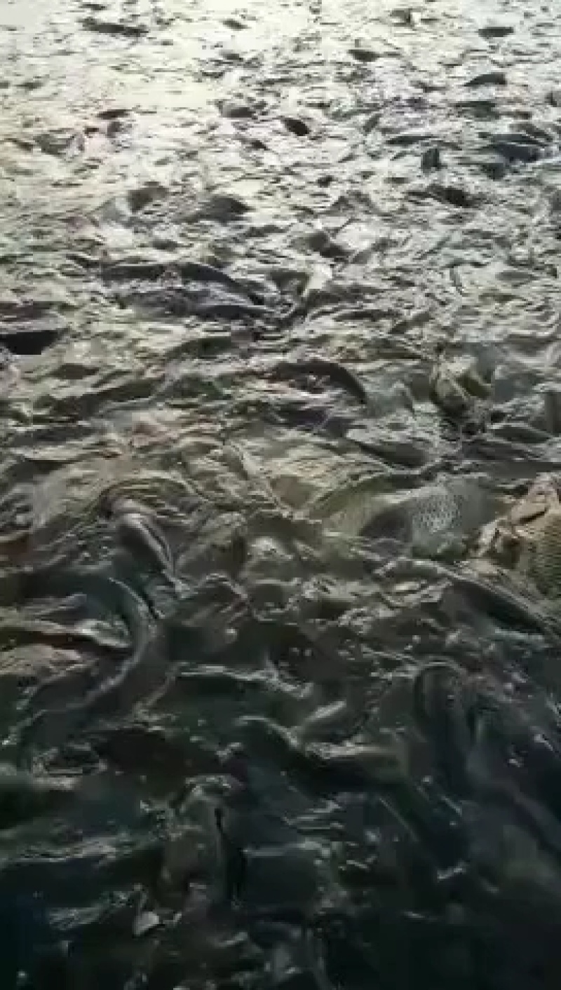 草鱼苗成品鱼销售水库坝塘养殖
