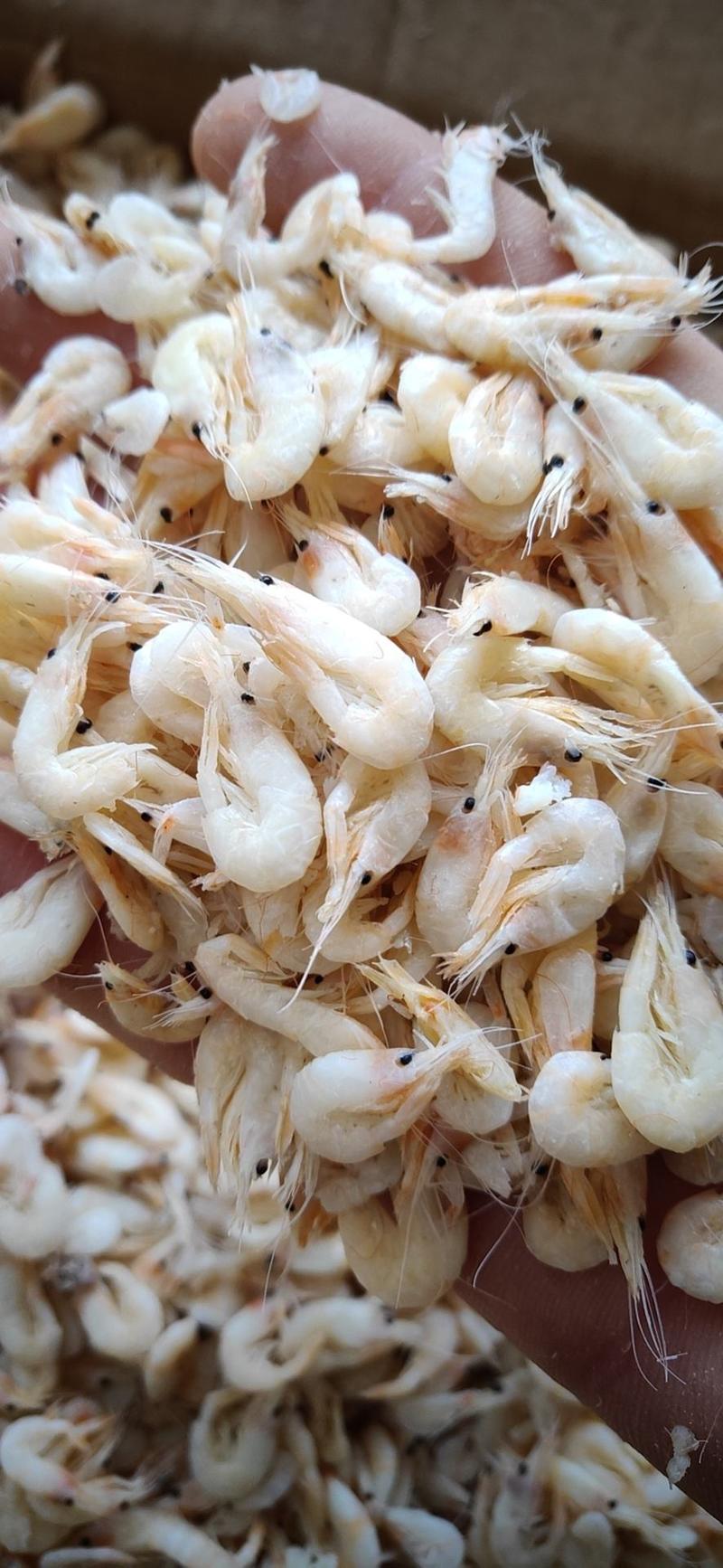 蹦虾，麦穗虾，油炸小虾原料，小虾米，源头直供