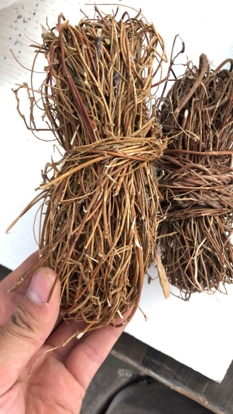 新货广西鸡骨草扎把无硫光杆