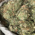 新货广西鸡骨草扎把无硫光杆
