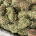 新货广西鸡骨草扎把无硫光杆