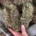 新货广西鸡骨草扎把无硫光杆