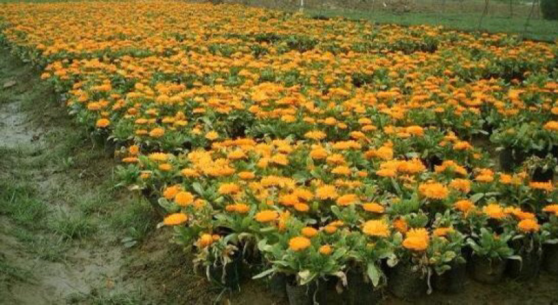各种地被花卉地被菊常春藤松果菊等基地直发价格优惠