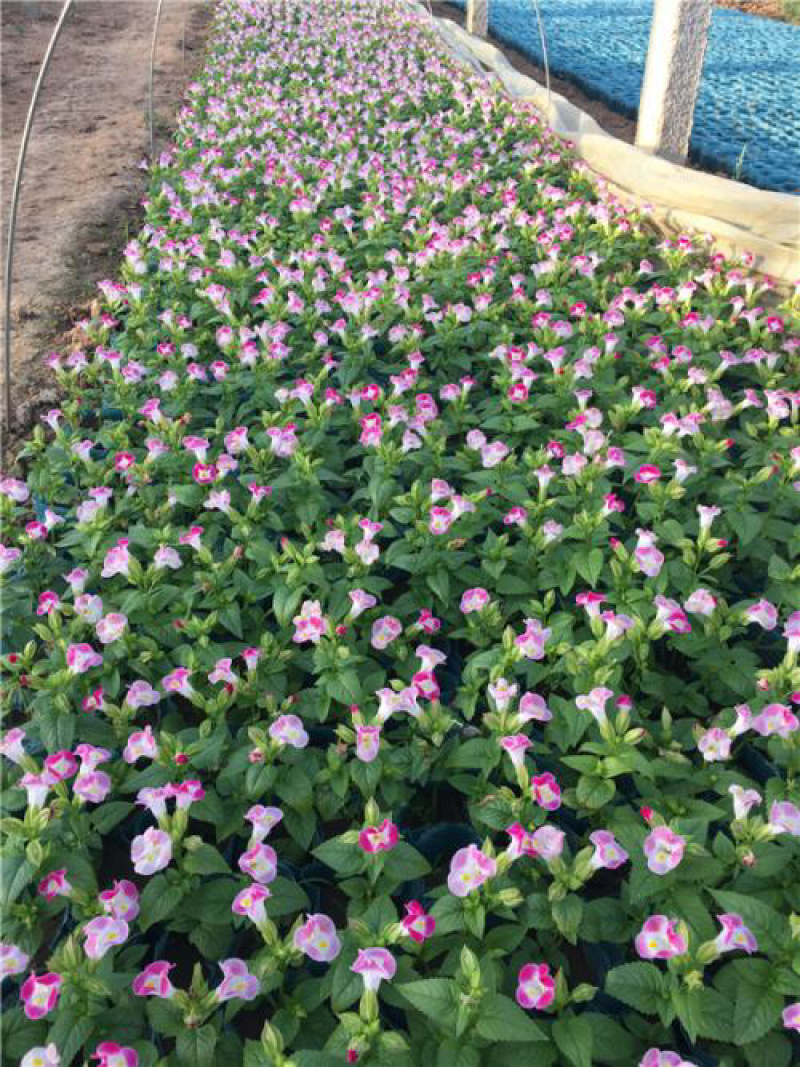各种地被花卉地被菊常春藤松果菊等基地直发价格优惠