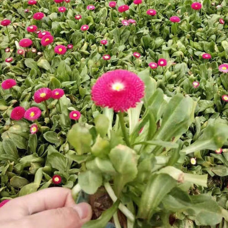 各种地被花卉地被菊常春藤松果菊等基地直发价格优惠