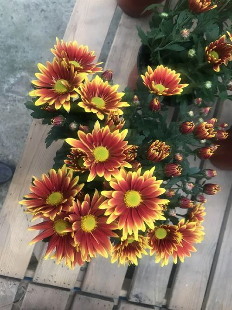 各种地被花卉地被菊常春藤松果菊等基地直发价格优惠