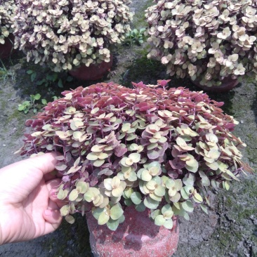 锦竹草，地被植物锦竹草，18杯锦竹草基地直销