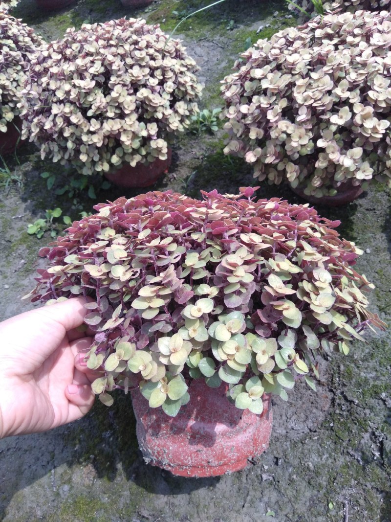 锦竹草，地被植物锦竹草，18杯锦竹草基地直销