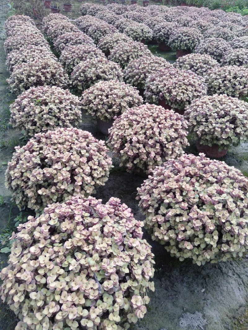 锦竹草，地被植物锦竹草，18杯锦竹草基地直销
