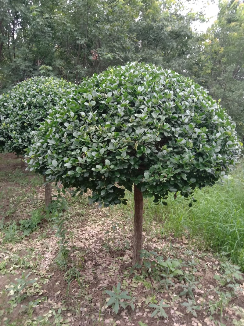 精品丝棉木嫁接高杆卫矛球
