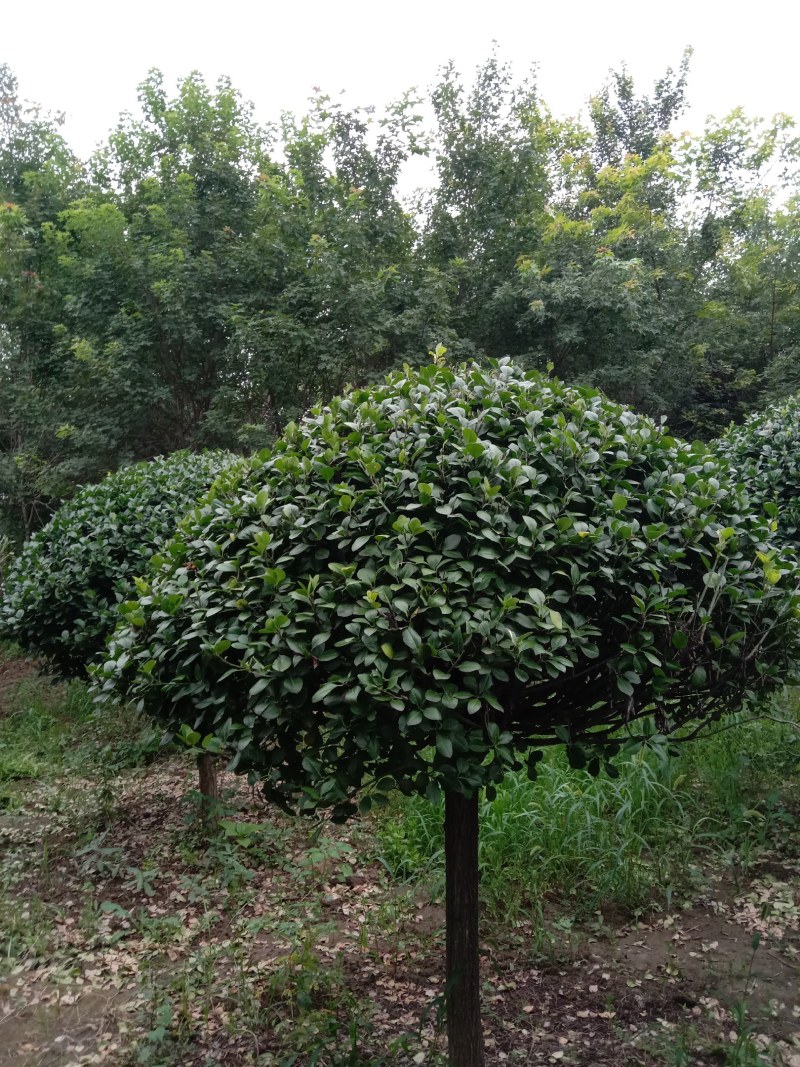 精品丝棉木嫁接高杆卫矛球