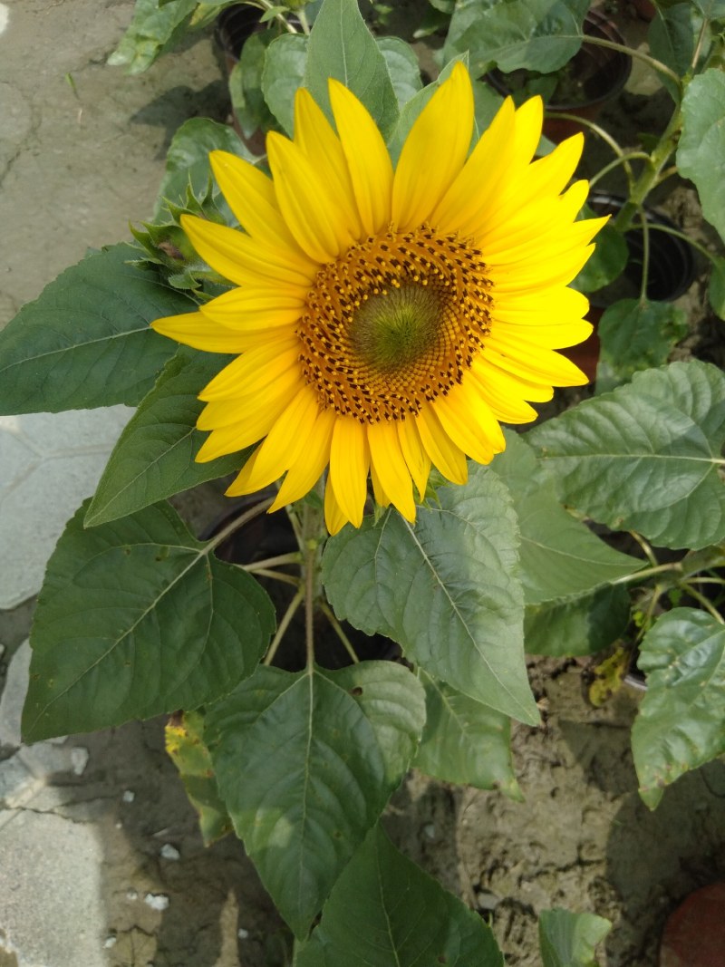 向日葵，向日葵种植基地，18杯向日葵，16杯向日葵
