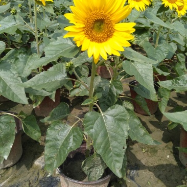向日葵，向日葵种植基地，18杯向日葵，16杯向日葵