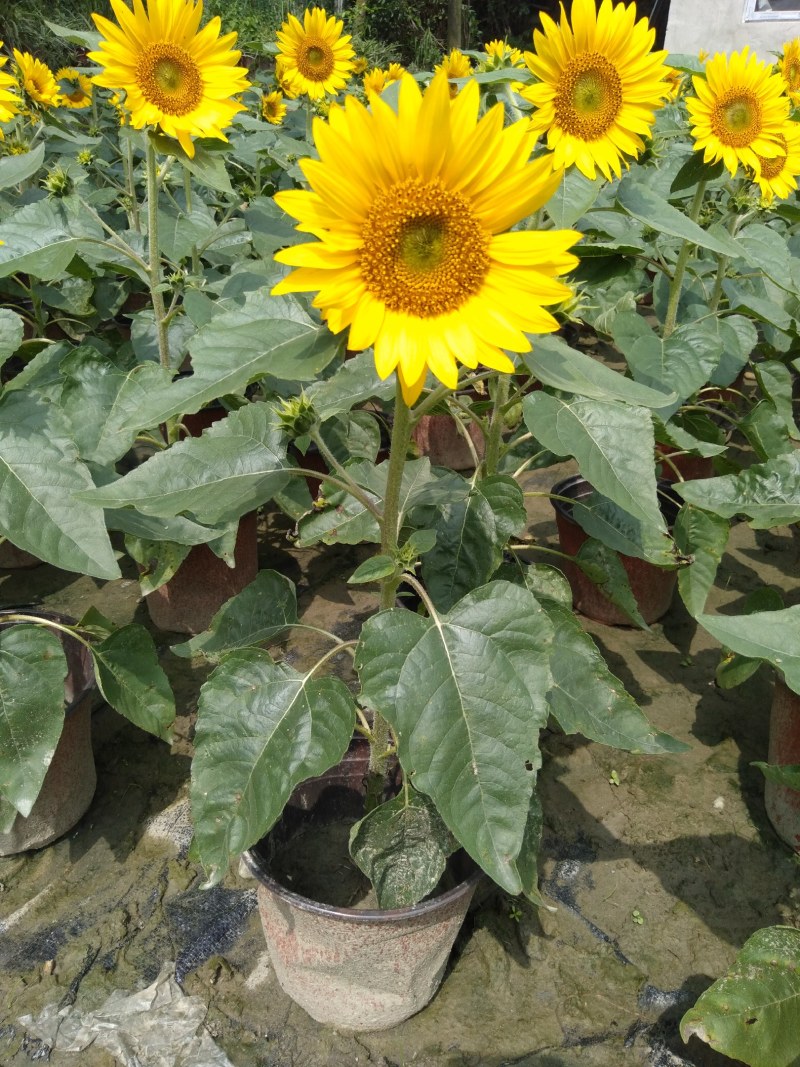 向日葵，向日葵种植基地，18杯向日葵，16杯向日葵