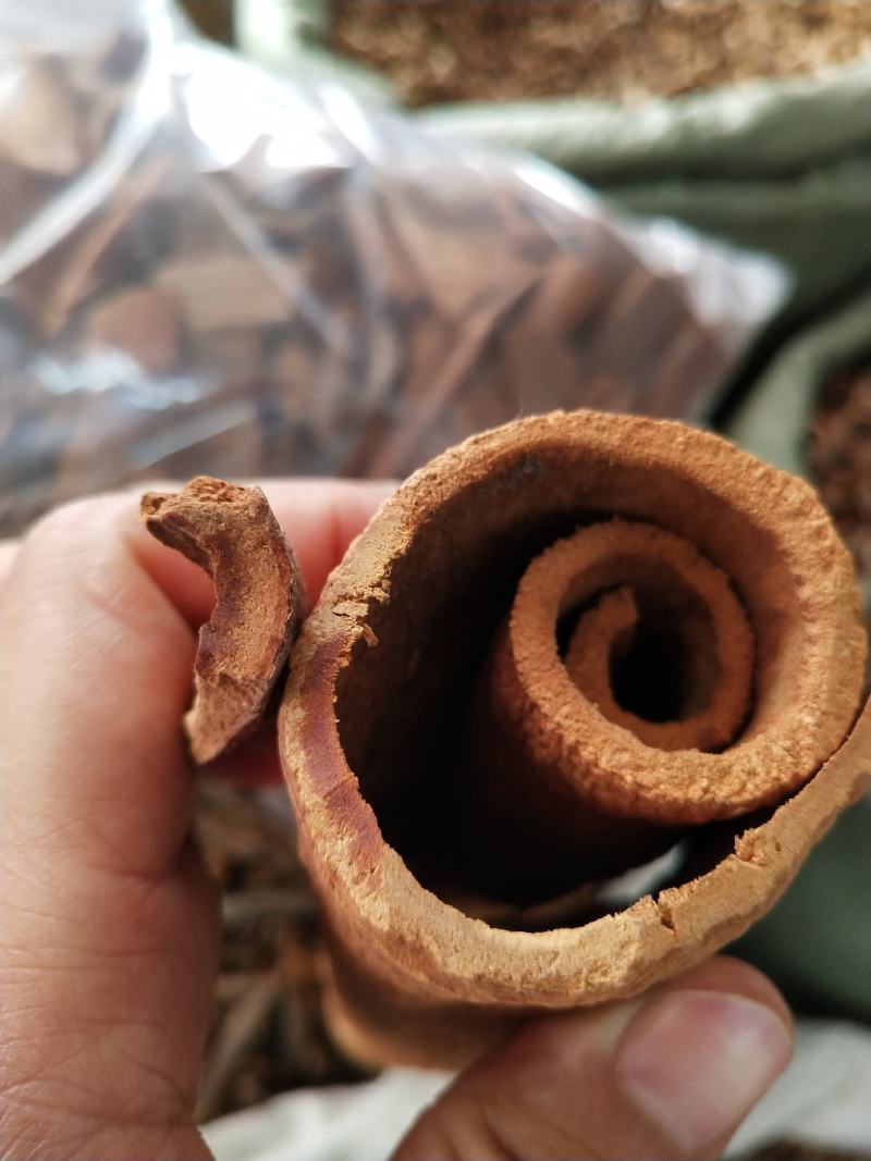 油桂，越南油桂油质好油色靓