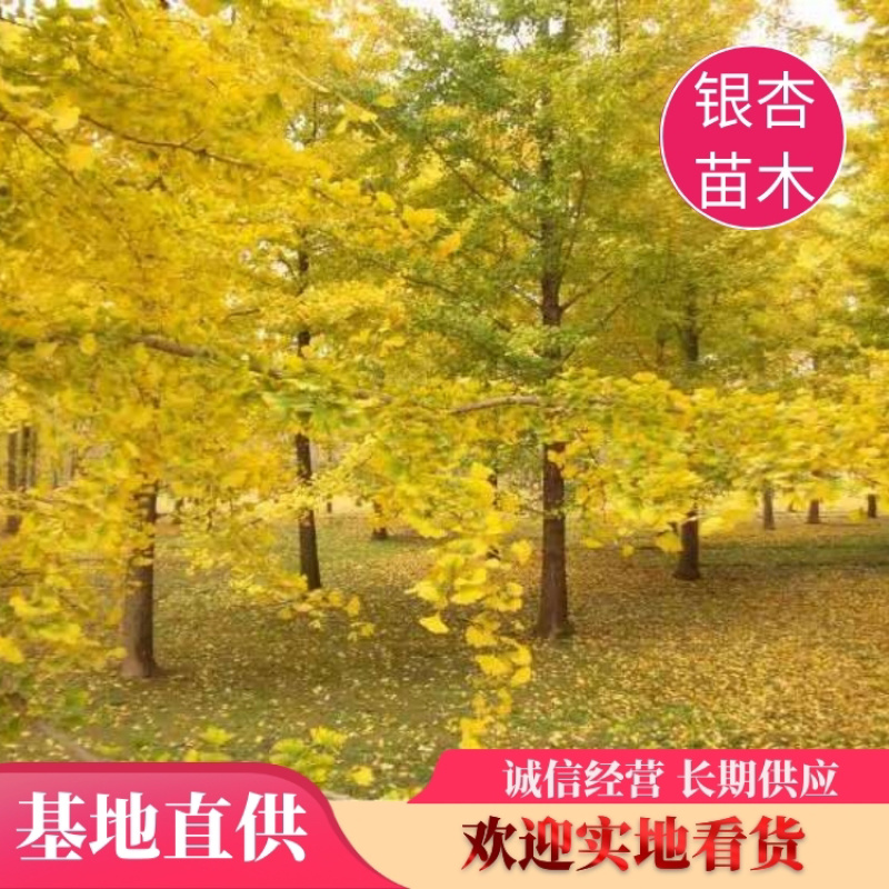 银杏树，银杏树苗产地，占地银杏树，绿化银杏小苗，薄利多销