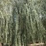 12公分嫁接垂柳便宜河北嫁接垂柳苗木种植基地