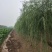 12公分嫁接垂柳便宜河北嫁接垂柳苗木种植基地