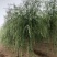 12公分嫁接垂柳便宜河北嫁接垂柳苗木种植基地