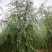 12公分嫁接垂柳便宜河北嫁接垂柳苗木种植基地