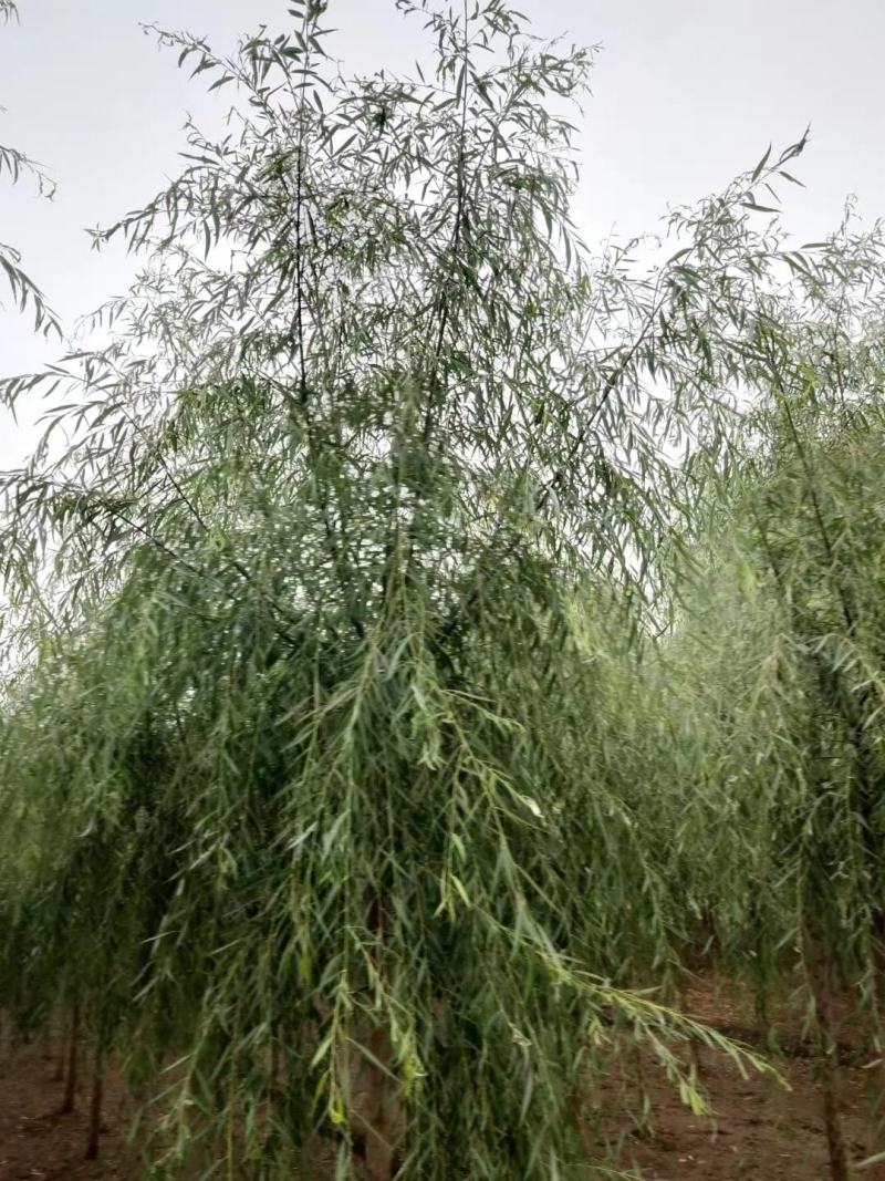 12公分嫁接垂柳便宜河北嫁接垂柳苗木种植基地