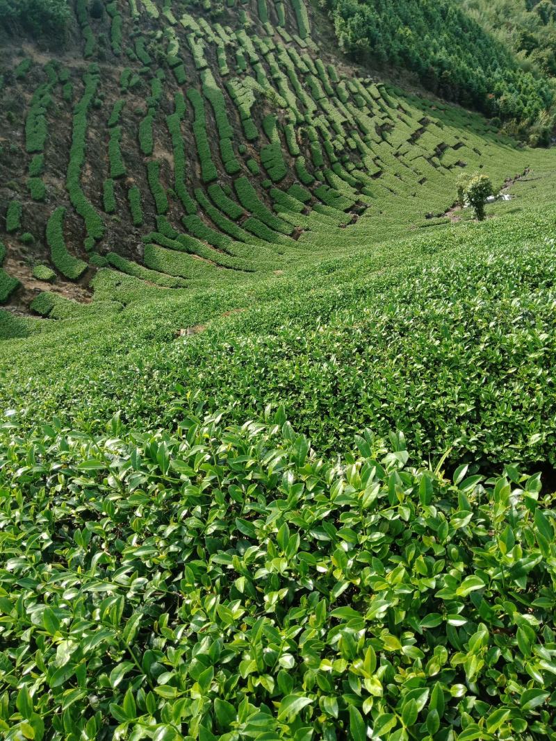 铁观音，好茶来自高山安溪