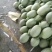 哈密瓜小蜜青皮3斤打底