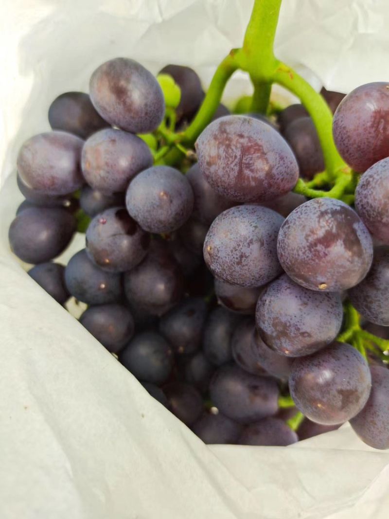 玫瑰香葡萄饱满香甜可口🍇🍇🍇🍇🍇又甜可口