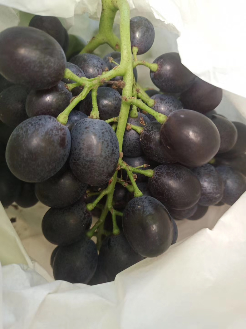 玫瑰香葡萄饱满香甜可口🍇🍇🍇🍇🍇又甜可口