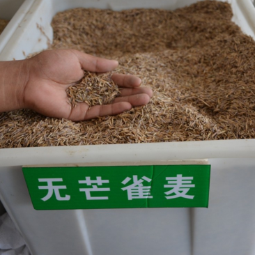 无芒雀种子牧草种子高产牧草种子