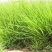 护坡高羊毛草坪护坡草种种子种子厂家直销欢迎咨询