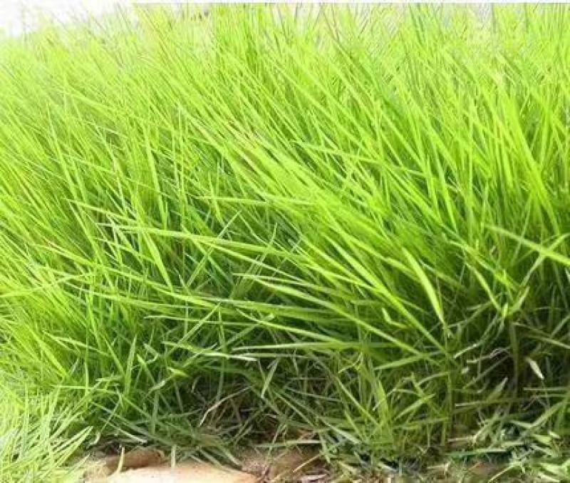 护坡高羊毛草坪护坡草种种子种子厂家直销欢迎咨询