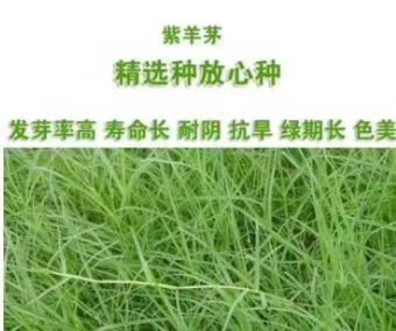 护坡高羊毛草坪护坡草种种子种子厂家直销欢迎咨询