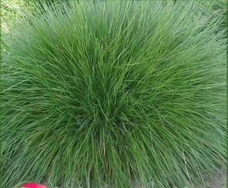 护坡高羊毛草坪护坡草种种子种子厂家直销欢迎咨询