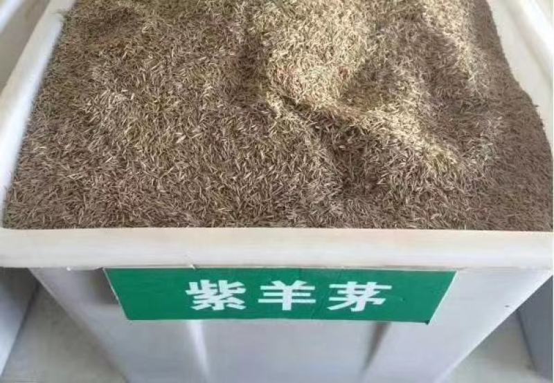 护坡高羊毛草坪护坡草种种子种子厂家直销欢迎咨询