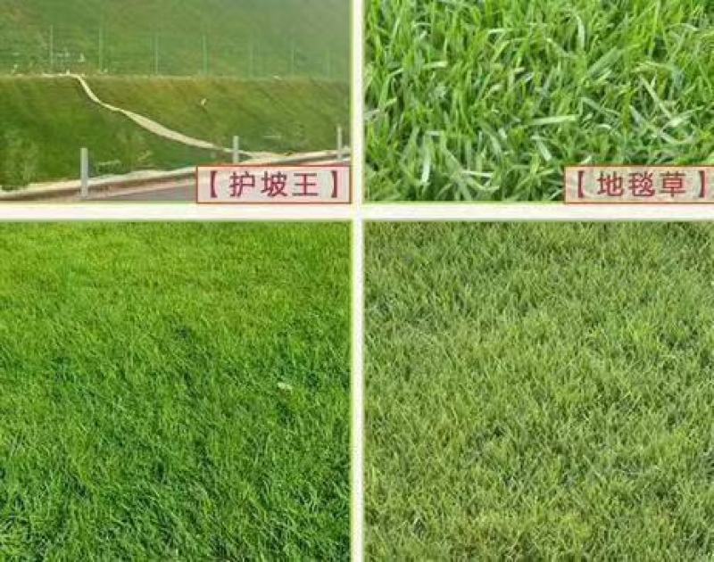 护坡高羊毛草坪护坡草种种子种子厂家直销欢迎咨询