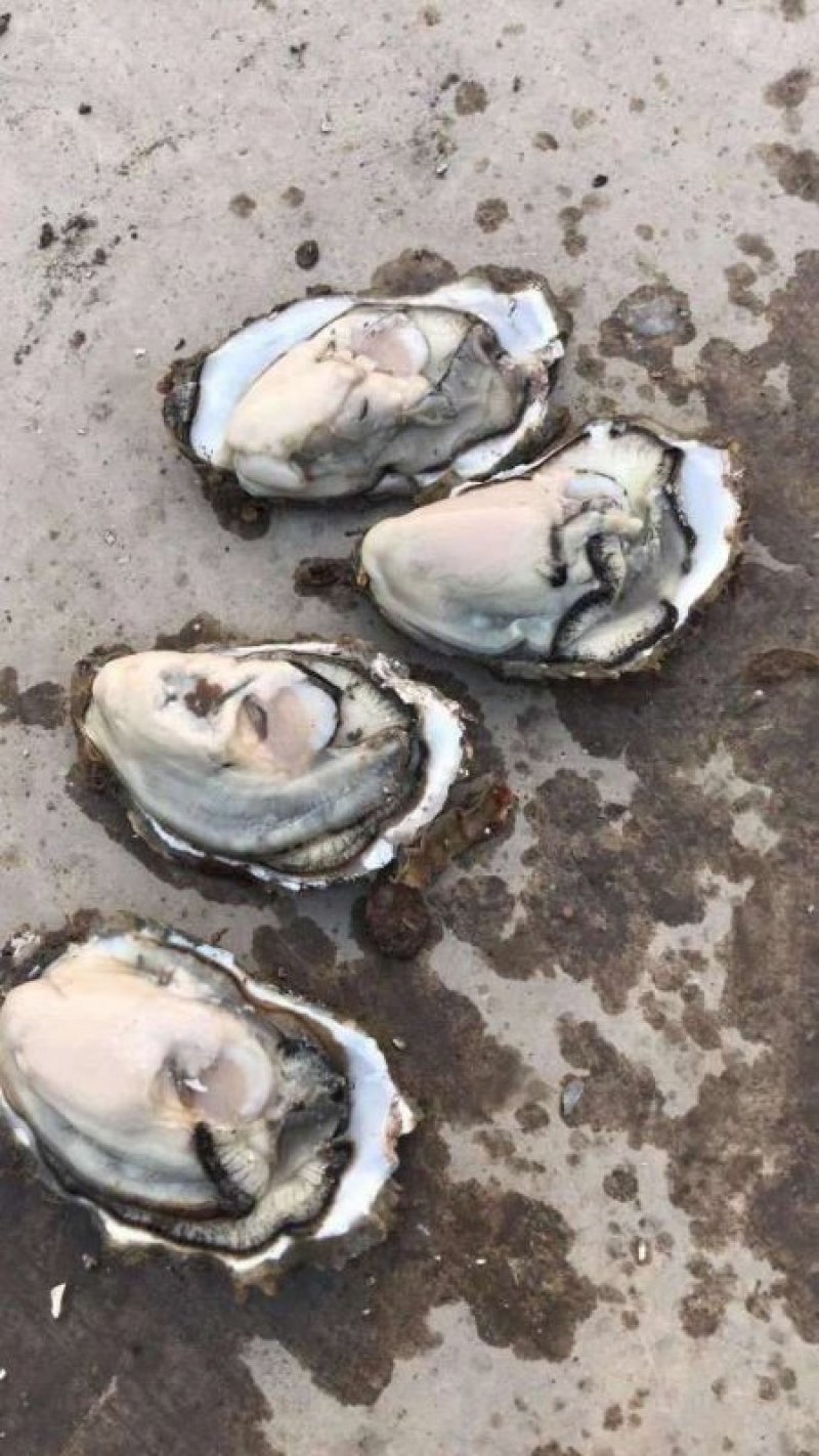 山东大牡蛎，各大，肥度好