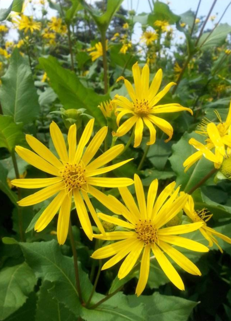 串叶松香草种子多年生牧草种子厂家直销欢迎咨询