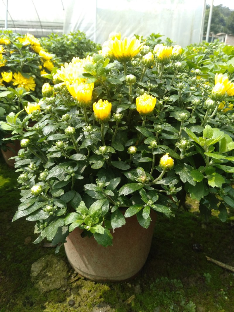 球菊，18杯球菊，加仑杯球菊，球菊基地直销