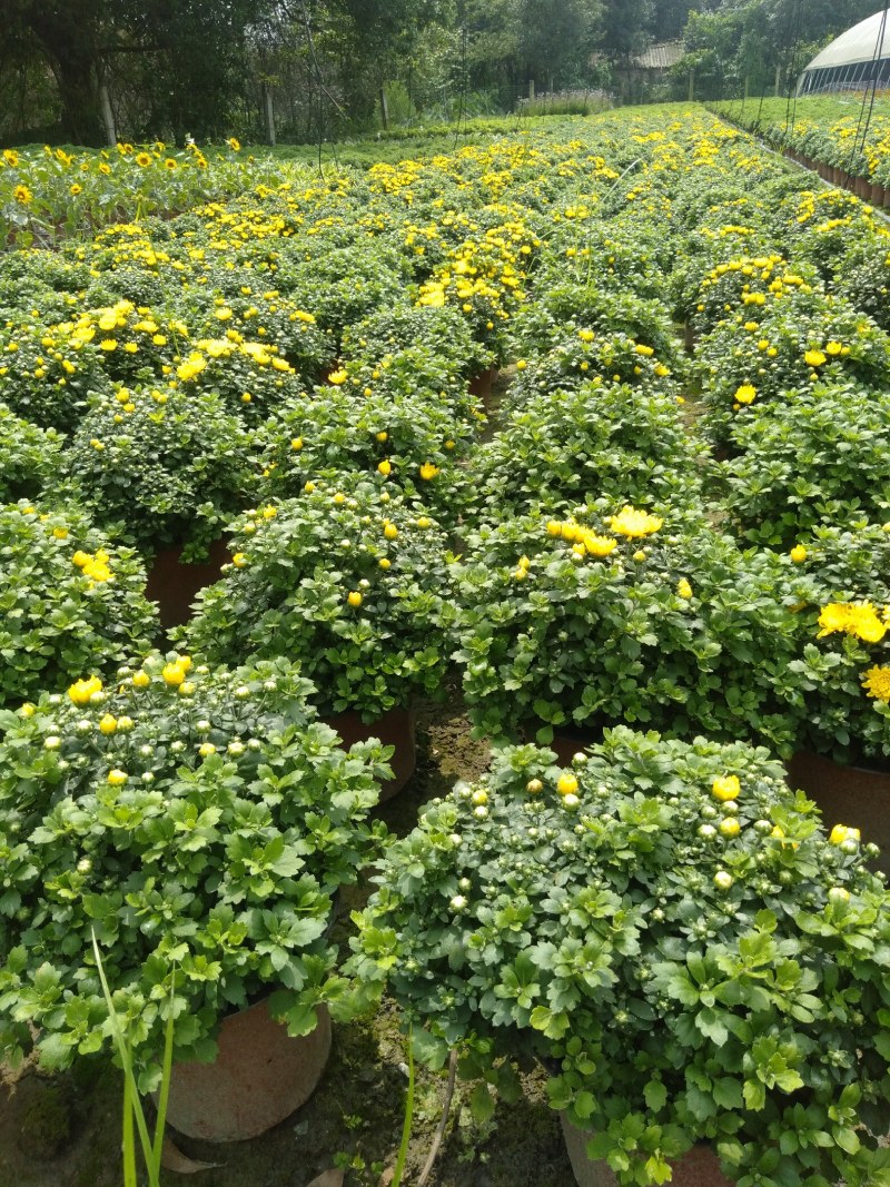 球菊，18杯球菊，加仑杯球菊，球菊基地直销