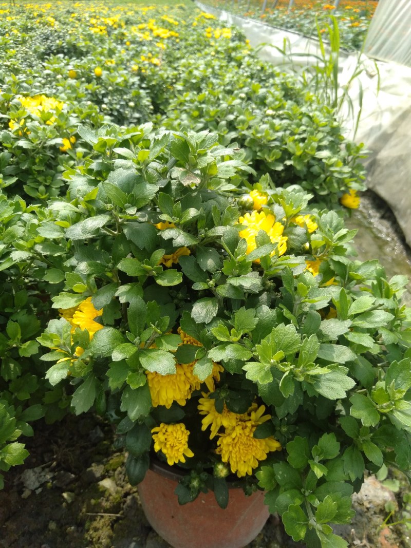 球菊，18杯球菊，加仑杯球菊，球菊基地直销