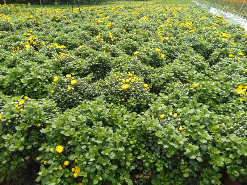 球菊，18杯球菊，加仑杯球菊，球菊基地直销