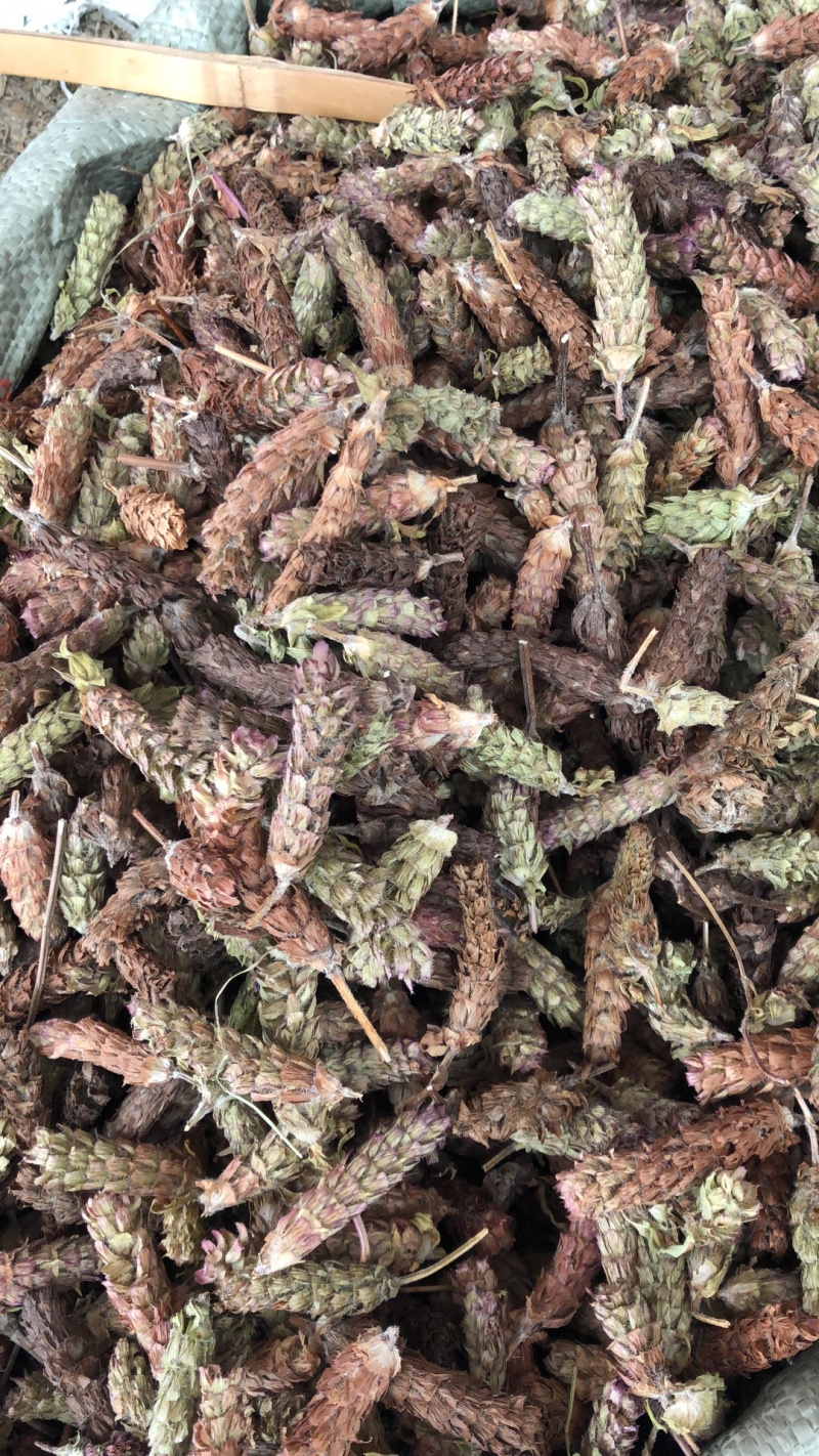 中药材新货夏枯球选货。大球好货非常好青绿