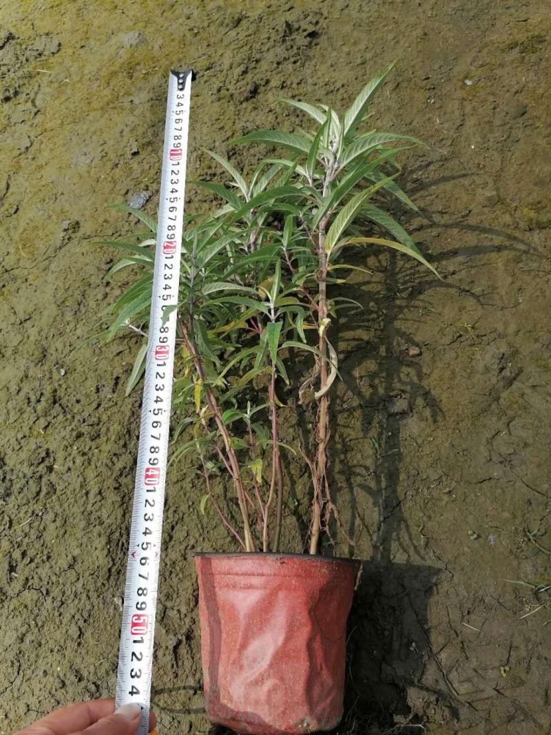 双色杯鼠尾草大杯鼠尾草低价批发货好价优